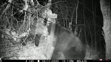 Souboj medvědů (Rusko vs. Čína)