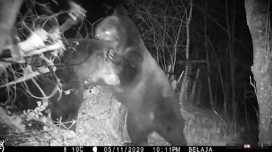 Souboj medvědů (Rusko vs. Čína)