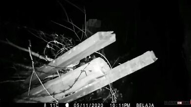 Souboj medvědů (Rusko vs. Čína)