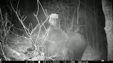 Souboj medvědů (Rusko vs. Čína)