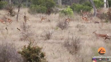 Impala vs. gepardi