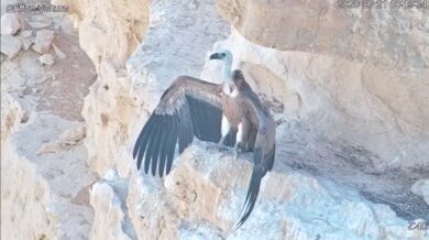 Krmení mladého supa