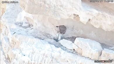 Krmení mladého supa