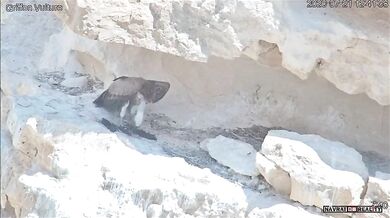 Krmení mladého supa