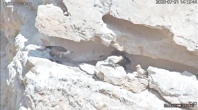 Krmení mladého supa