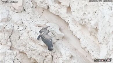 Krmení mladého supa