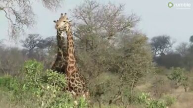 Souboj žirafích samců