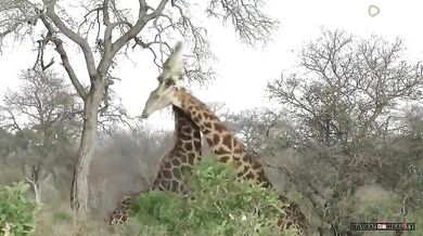 Souboj žirafích samců