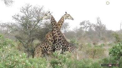 Souboj žirafích samců