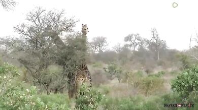 Souboj žirafích samců