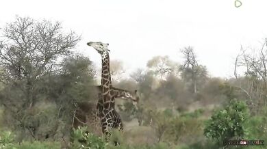 Souboj žirafích samců