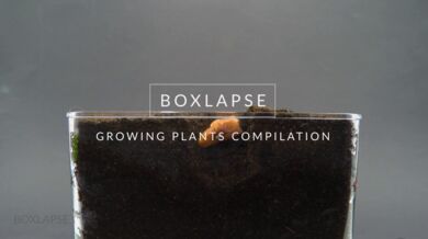 Od semínka do hrobu