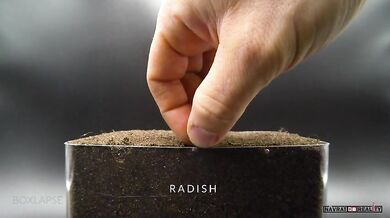 Od semínka do hrobu