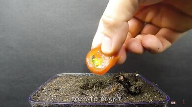 Od semínka do hrobu