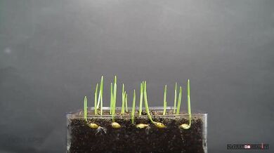 Od semínka do hrobu