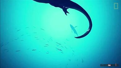 Spinosaurus