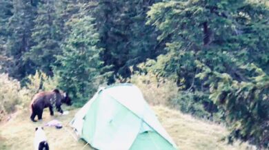 Setkání s medvědem #74