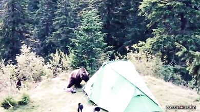 Setkání s medvědem #74