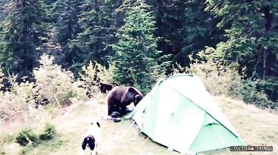 Setkání s medvědem #74