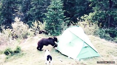 Setkání s medvědem #74