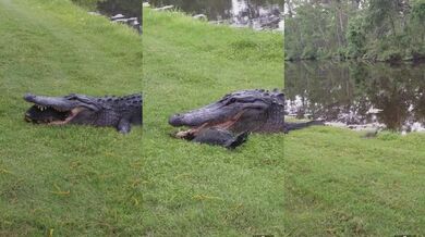 Aligátor vs. želva