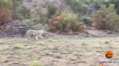 Lvice a lev vs. buvol