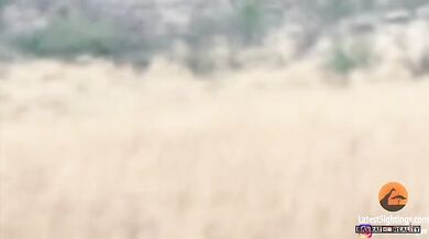 Lvice a lev vs. buvol