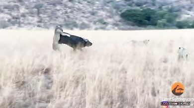 Lvice a lev vs. buvol