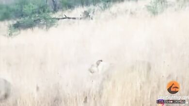 Lvice a lev vs. buvol