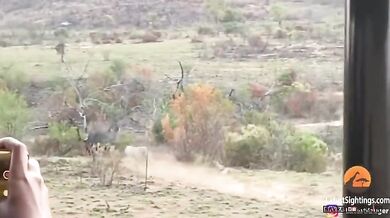 Lvice a lev vs. buvol