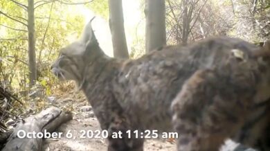 Rys červený vs. chřestýš