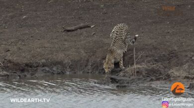Krokodýl vs. gepard