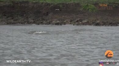 Krokodýl vs. gepard