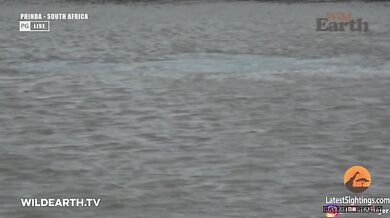 Krokodýl vs. gepard