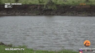 Krokodýl vs. gepard