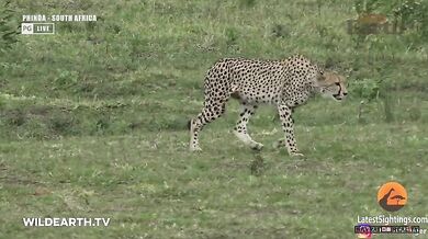 Krokodýl vs. gepard