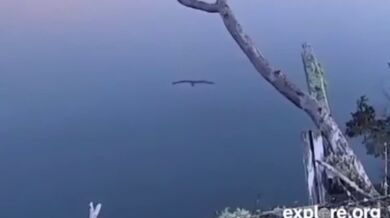 Orlovec krmí potomky