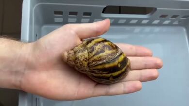 Největší hlemýžď na světě