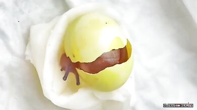 Největší hlemýžď na světě