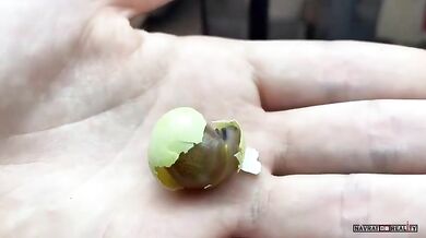 Největší hlemýžď na světě