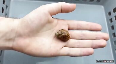 Největší hlemýžď na světě