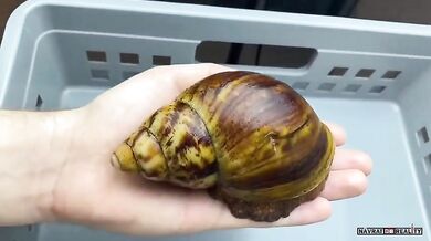 Největší hlemýžď na světě