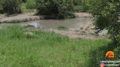 Krokodýl vs. impala