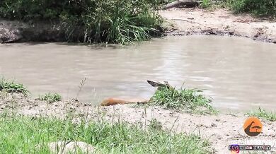 Krokodýl vs. impala