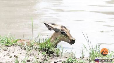 Krokodýl vs. impala