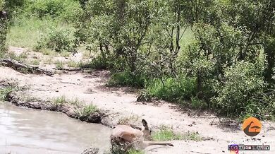 Krokodýl vs. impala