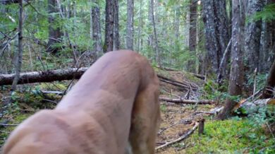 Fauna ve Washingtonu