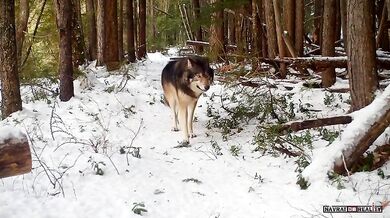 Fauna ve Washingtonu