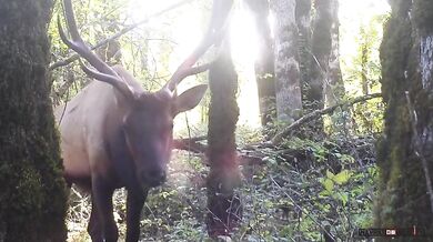 Fauna ve Washingtonu