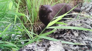 Fauna ve Washingtonu